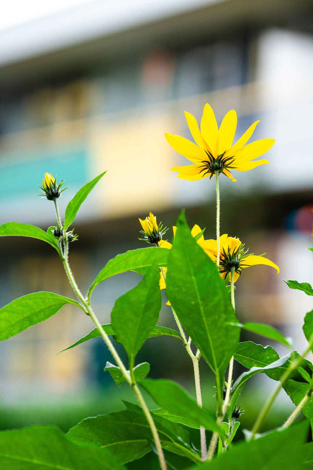 Bloemen van de aardpeer in de moestuin van Anniek Veltman